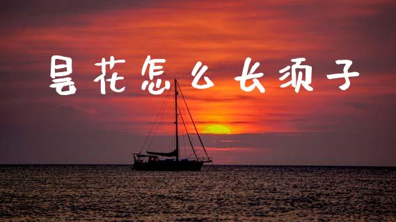 昙花怎么长须子_https://wap.sdyuehang.cn_产经新闻_第1张