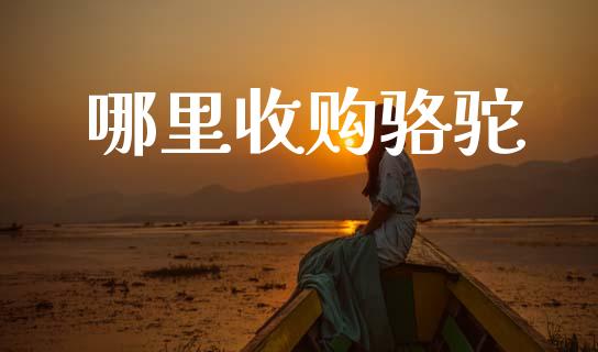 哪里收购骆驼_https://wap.sdyuehang.cn_新股申购_第1张